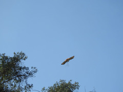 Buteo jamaicensis