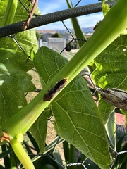 Homalodisca vitripennis