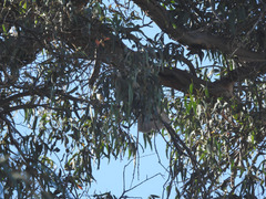 Buteo jamaicensis