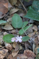 Stenandrium subcordatum