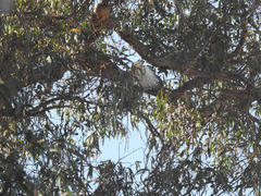 Buteo jamaicensis