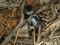 Philoscaphus costalis