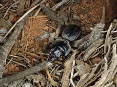 Philoscaphus costalis