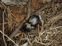 Philoscaphus costalis