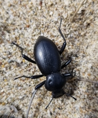 Eleodes grandicollis