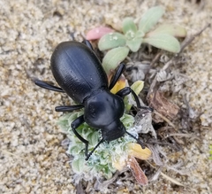 Eleodes grandicollis