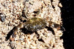 Lophopanopeus