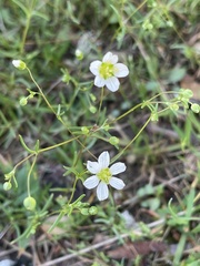 Mononeuria glabra