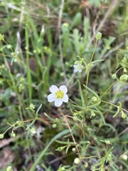 Mononeuria glabra