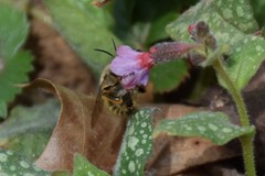 Anthophora villosula