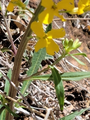 Erysimum asperum purshii