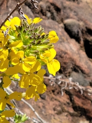 Erysimum asperum purshii