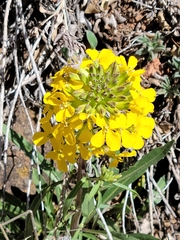 Erysimum asperum purshii