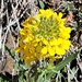 Sand Dune Wallflower - Photo (c) fcuadros, some rights reserved (CC BY-NC), uploaded by fcuadros