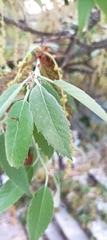 Quercus oblongata
