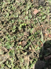 Marchantia polymorpha ruderalis