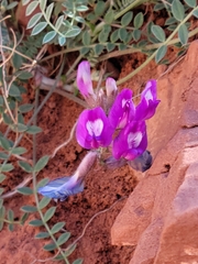 Astragalus zionis