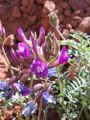 Astragalus zionis