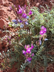 Astragalus zionis