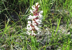 Disa alticola