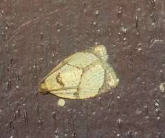 Adoxophyes moderatana