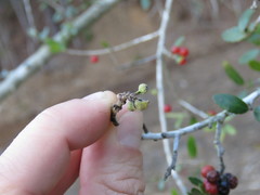 Gyropsylla ilecis