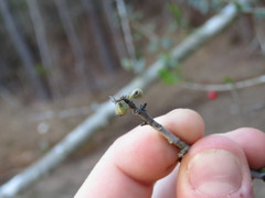 Gyropsylla ilecis