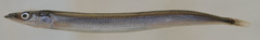 Northern Sand Lance photo 3