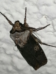 Agrotis puta