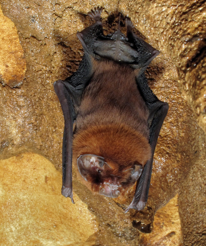Antillean Ghost-faced Bat
