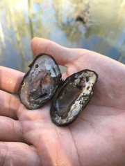 Uniomerus carolinianus