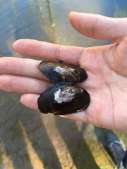 Uniomerus carolinianus