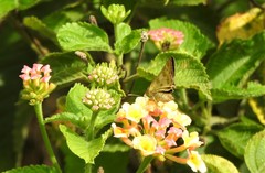 Polites vibex catilina