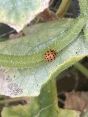 Henosepilachna sumbana