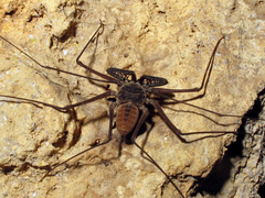 Phrynus longipes