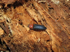 Ampedus rubricollis