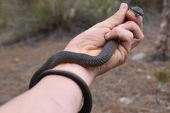 Elapognathus coronatus