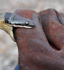 Elapognathus coronatus