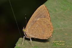 Miletus gopara