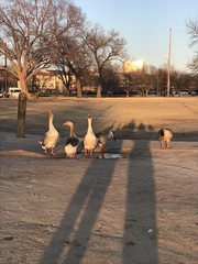 Anser anser domesticus × anser cygnoides domesticus