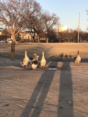 Anser anser domesticus × anser cygnoides domesticus