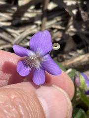 Viola emarginata