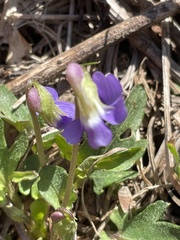 Viola emarginata