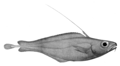 Mediterranean Codling photo 2