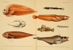 Mediterranean Codling photo 4
