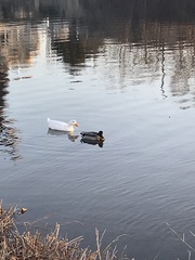 Anas platyrhynchos domesticus