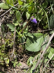 Viola emarginata