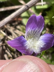 Viola emarginata