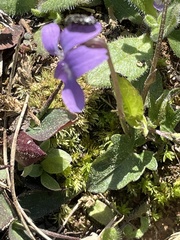 Viola emarginata
