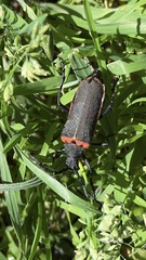 Desmocerus californicus